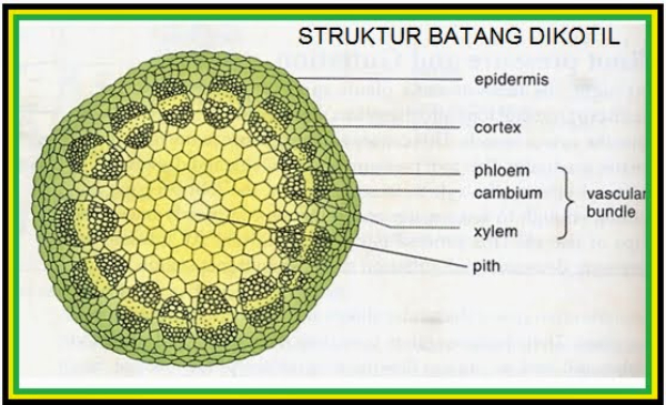 Detail Gambar Kolateral Terbuka Dan Tertutup Nomer 6