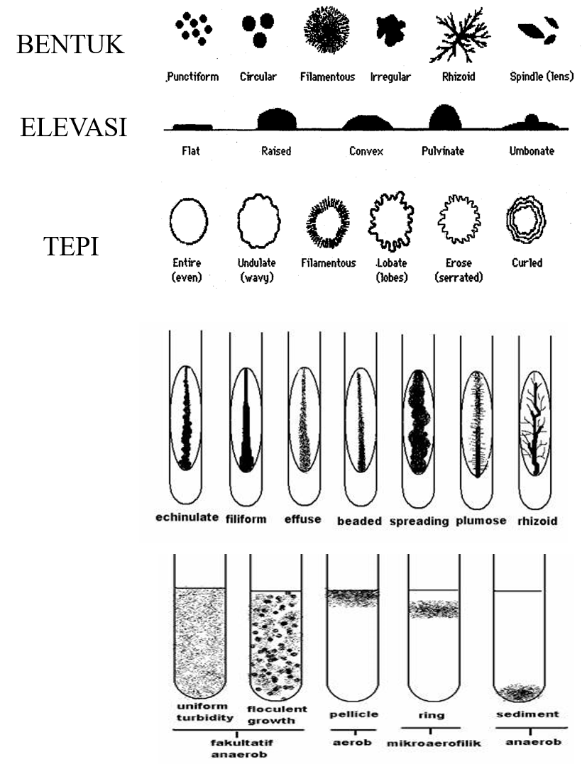 Detail Gambar Koloni Bakteri Nomer 15