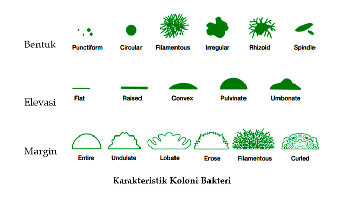 Detail Gambar Koloni Bakteri Nomer 17