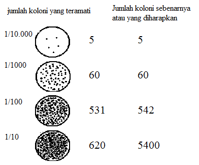 Detail Gambar Koloni Bakteri Nomer 24