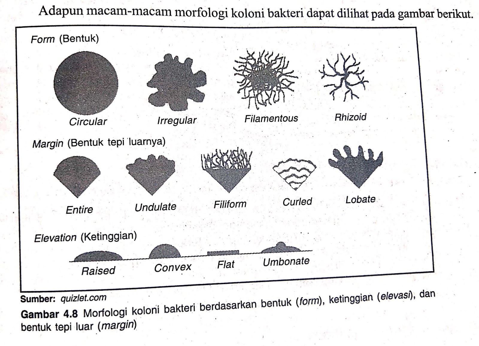 Detail Gambar Koloni Bakteri Nomer 26