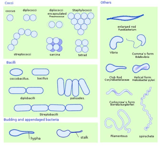 Detail Gambar Koloni Bakteri Nomer 5