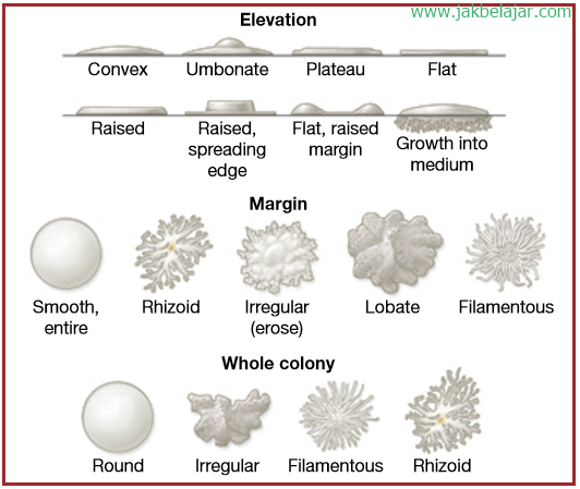 Detail Gambar Koloni Bakteri Nomer 6