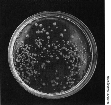 Detail Gambar Koloni Bakteri Nomer 8