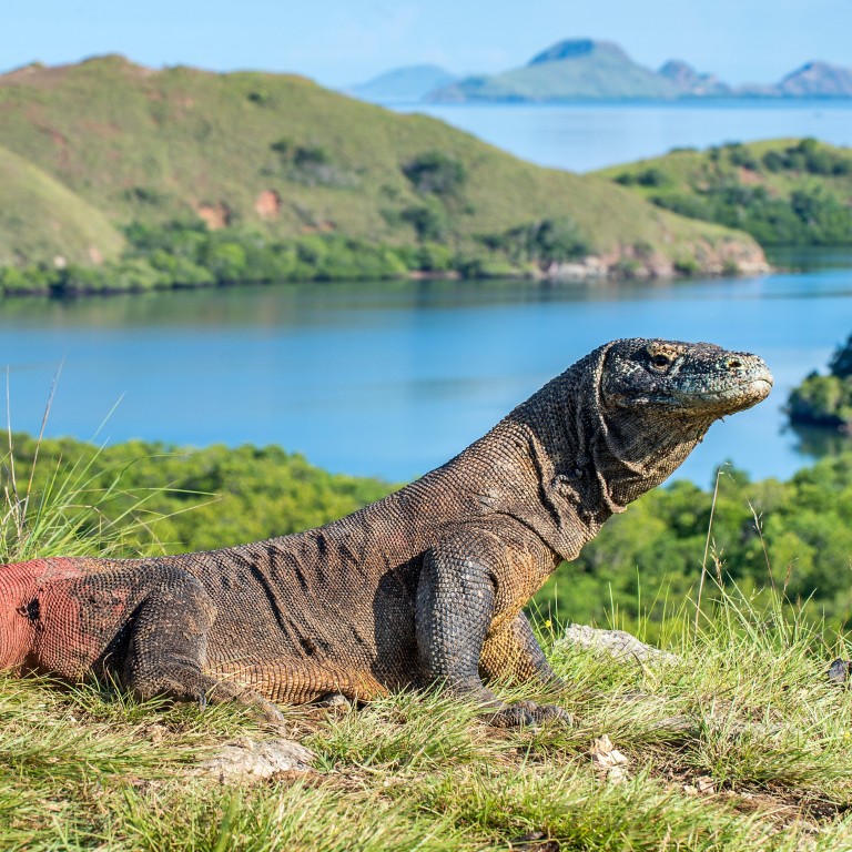 Gambar Komodo Indonesia - KibrisPDR