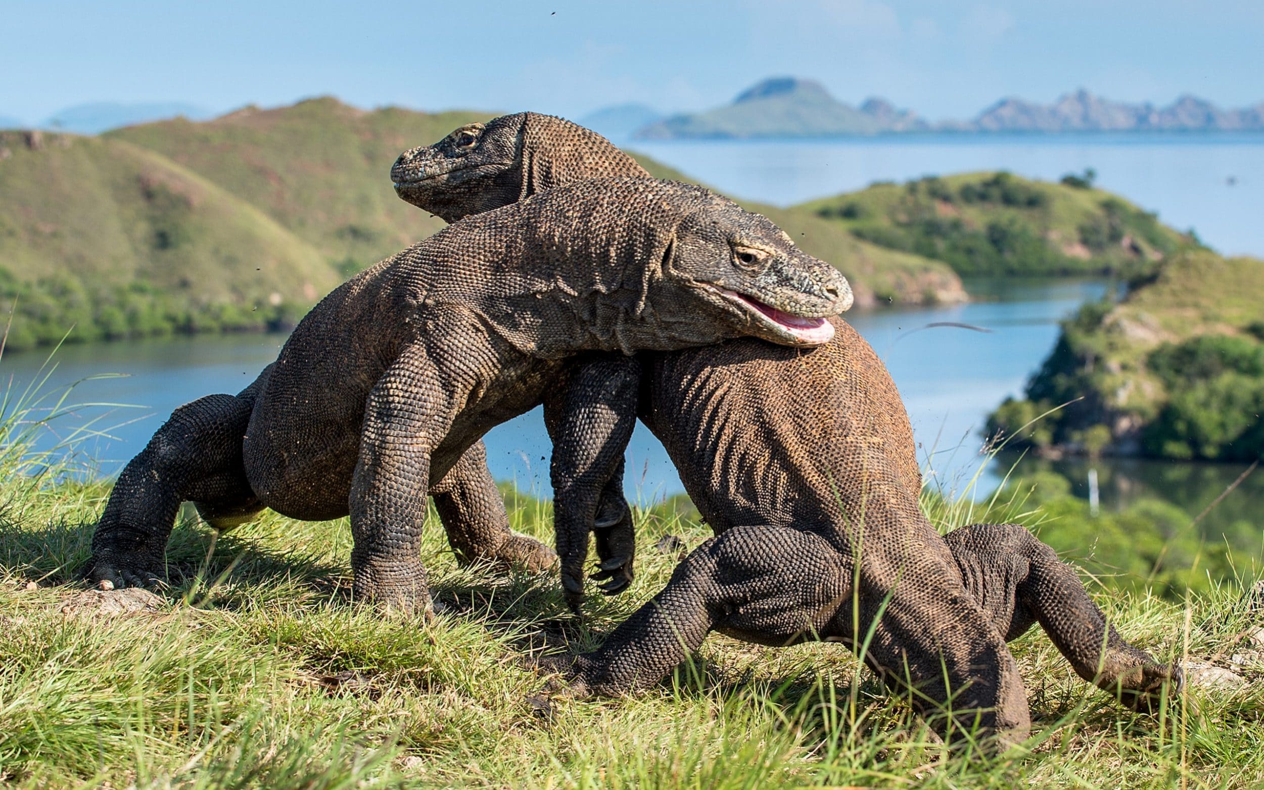 Detail Gambar Komodo Indonesia Nomer 13