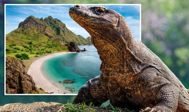 Detail Gambar Komodo Indonesia Nomer 19