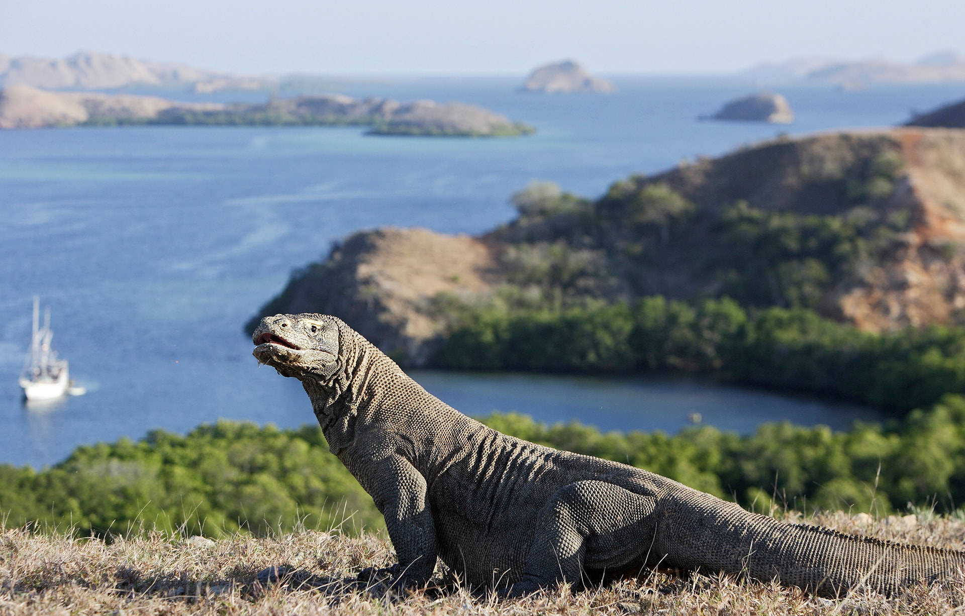 Detail Gambar Komodo Indonesia Nomer 3