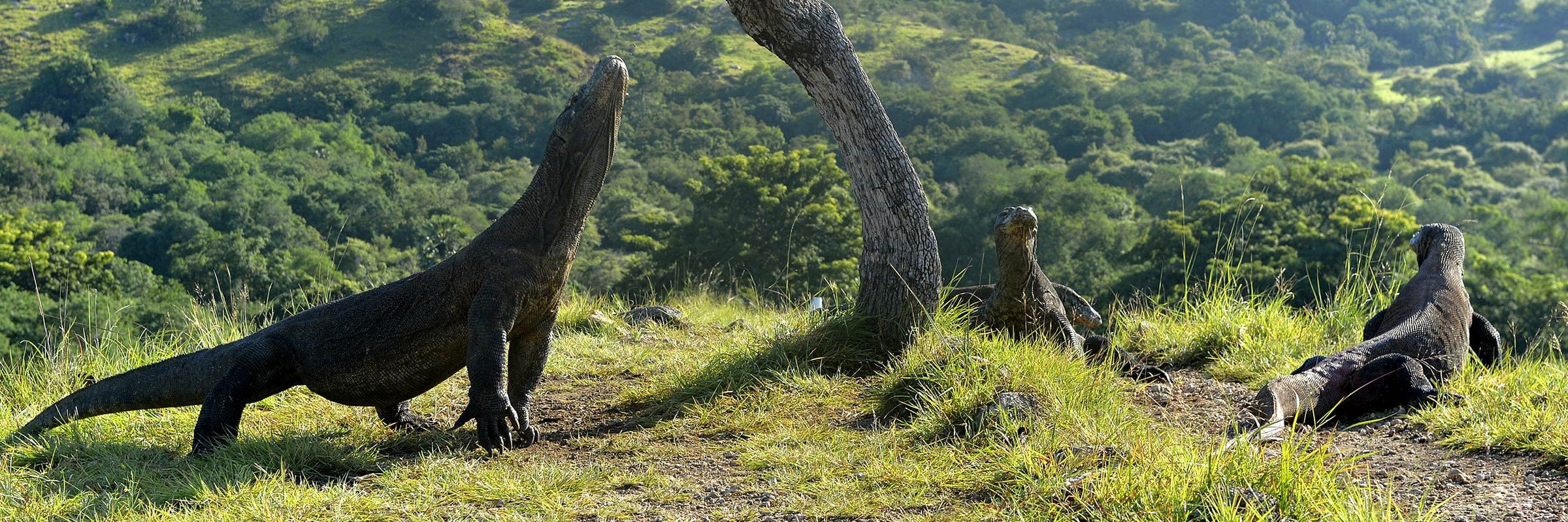 Detail Gambar Komodo Indonesia Nomer 20