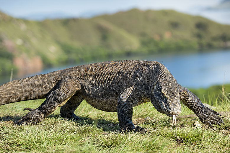 Detail Gambar Komodo Indonesia Nomer 22