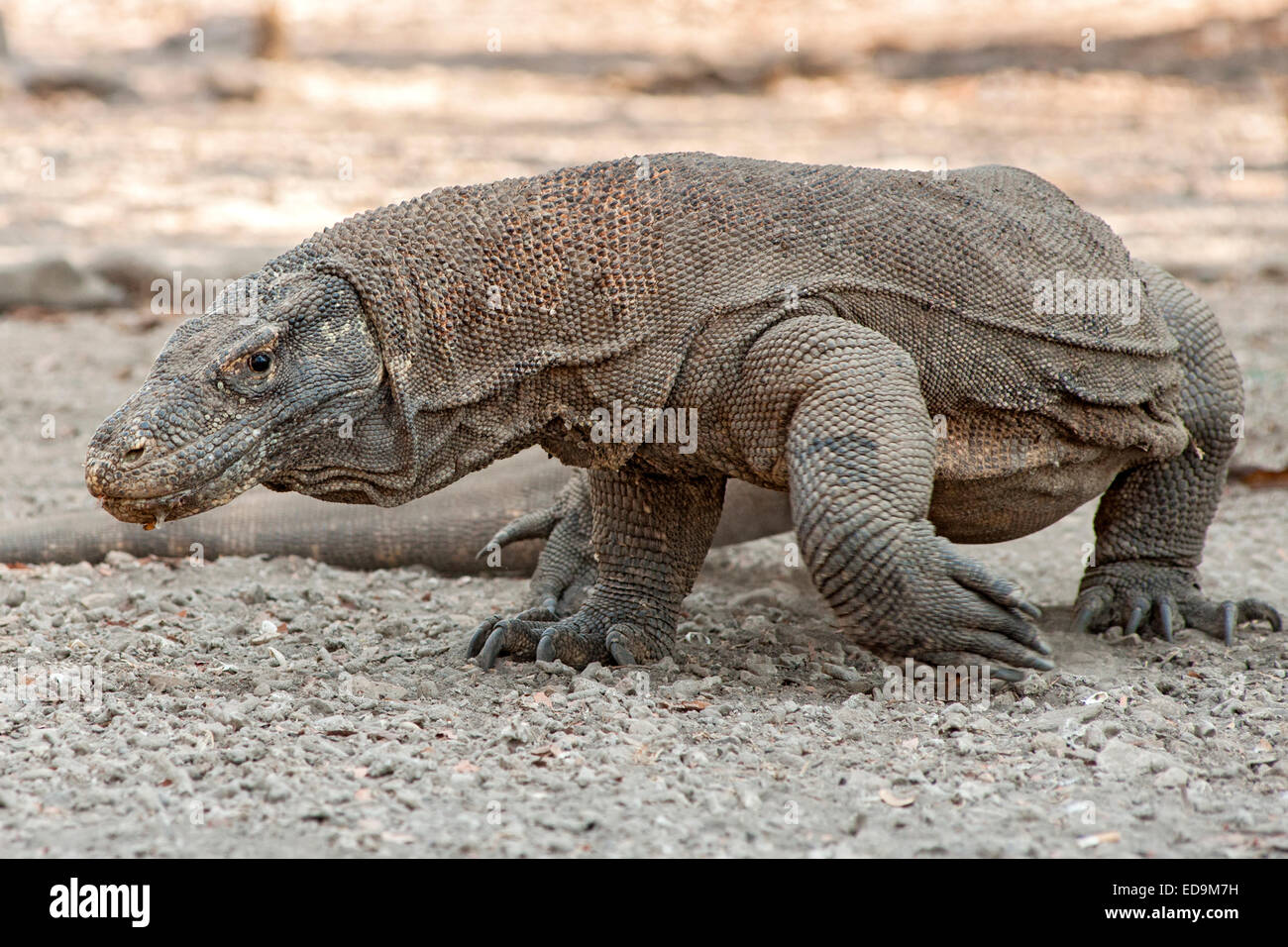 Detail Gambar Komodo Indonesia Nomer 23