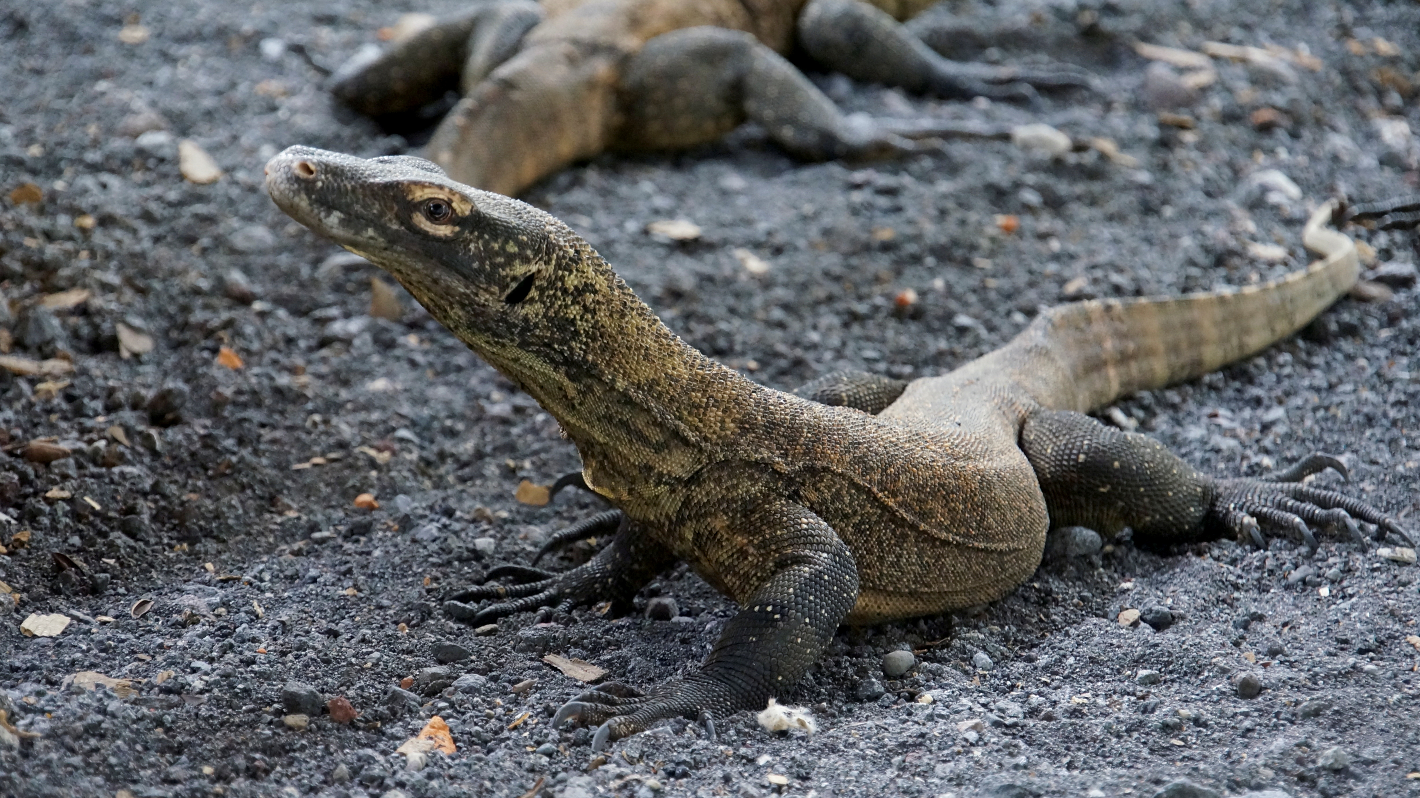 Detail Gambar Komodo Indonesia Nomer 24