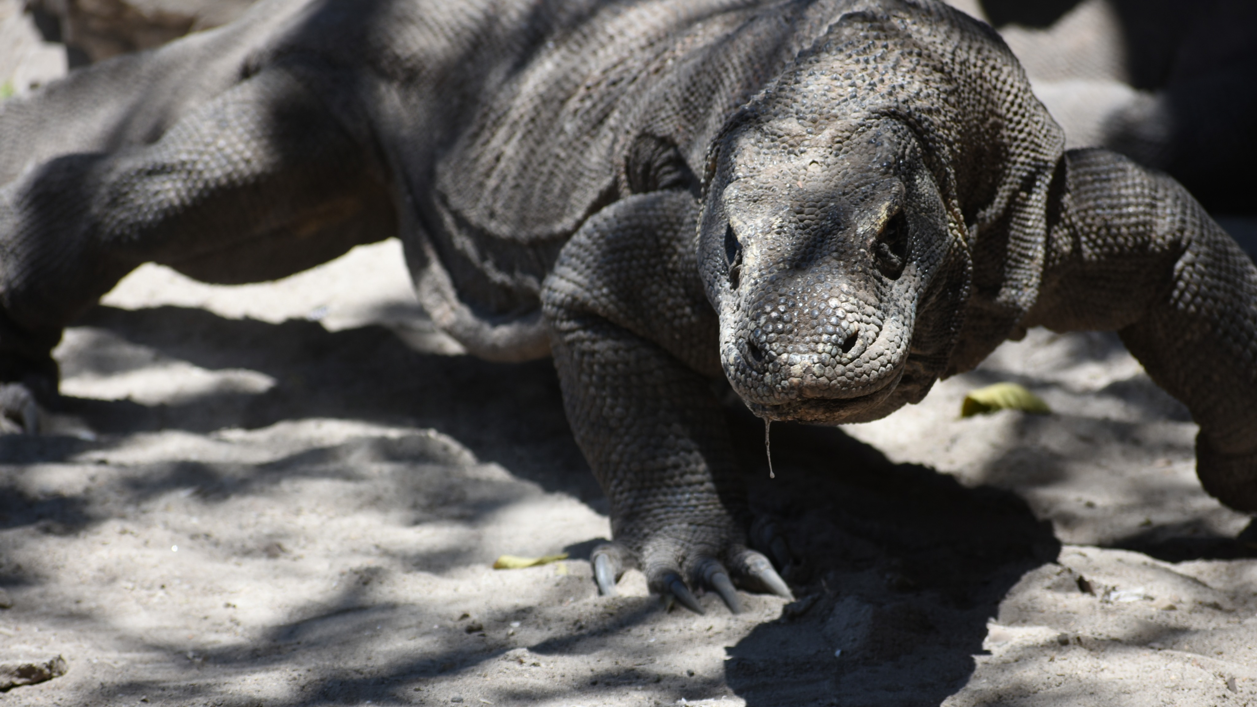 Detail Gambar Komodo Indonesia Nomer 25