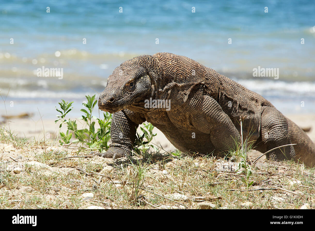 Detail Gambar Komodo Indonesia Nomer 27