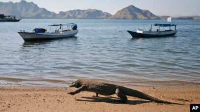 Detail Gambar Komodo Indonesia Nomer 30