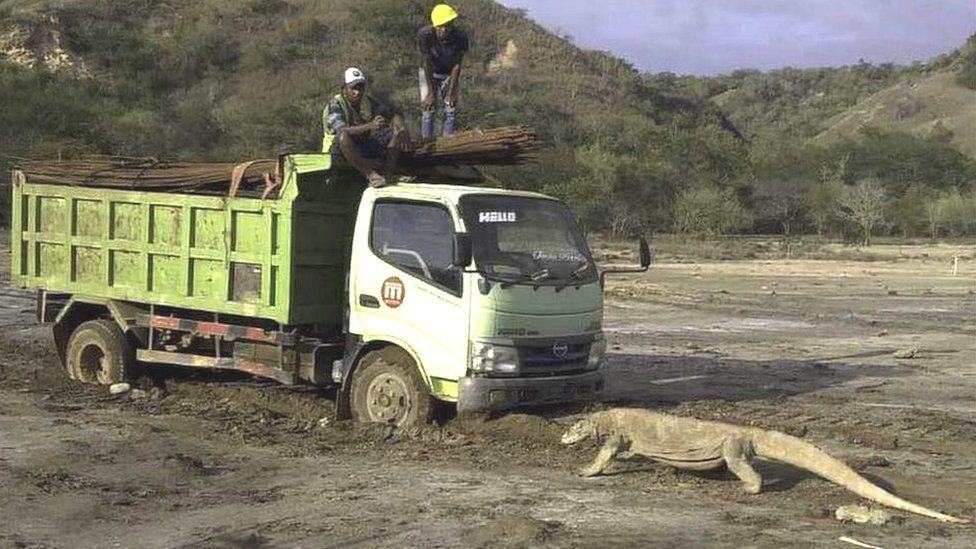 Detail Gambar Komodo Indonesia Nomer 31