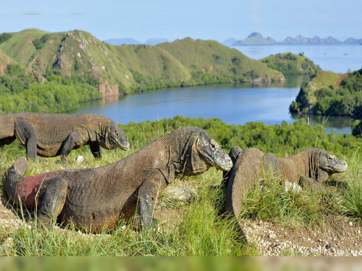 Detail Gambar Komodo Indonesia Nomer 32