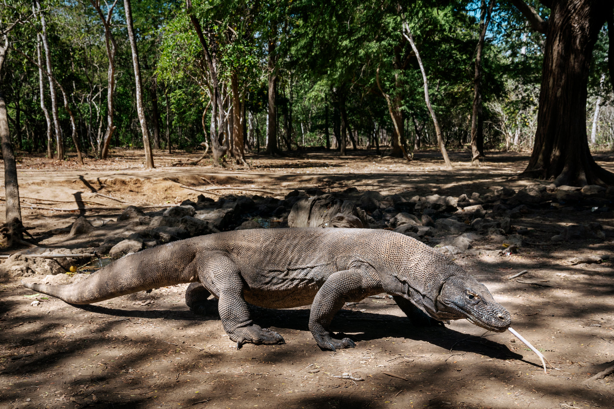 Detail Gambar Komodo Indonesia Nomer 33