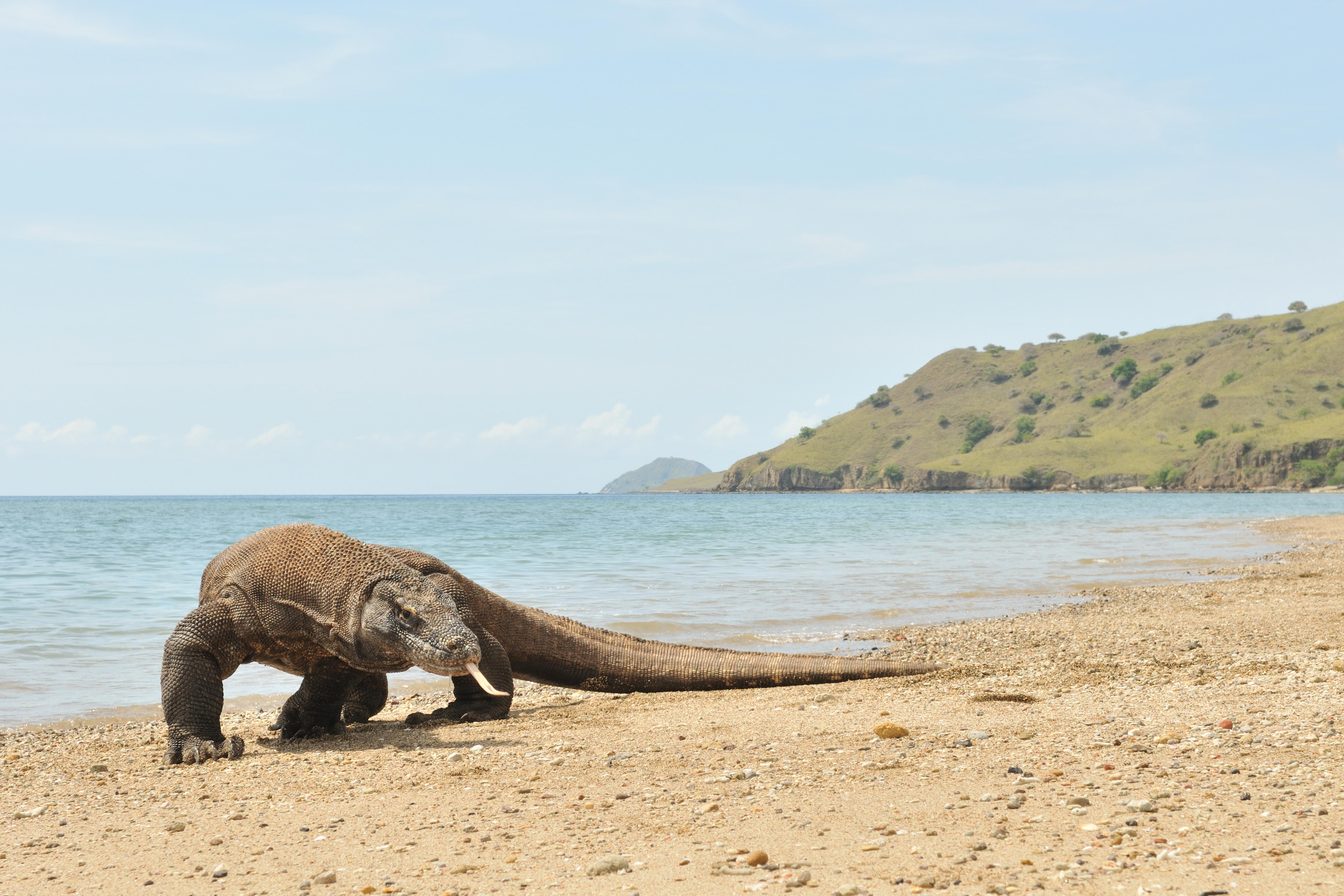 Detail Gambar Komodo Indonesia Nomer 35