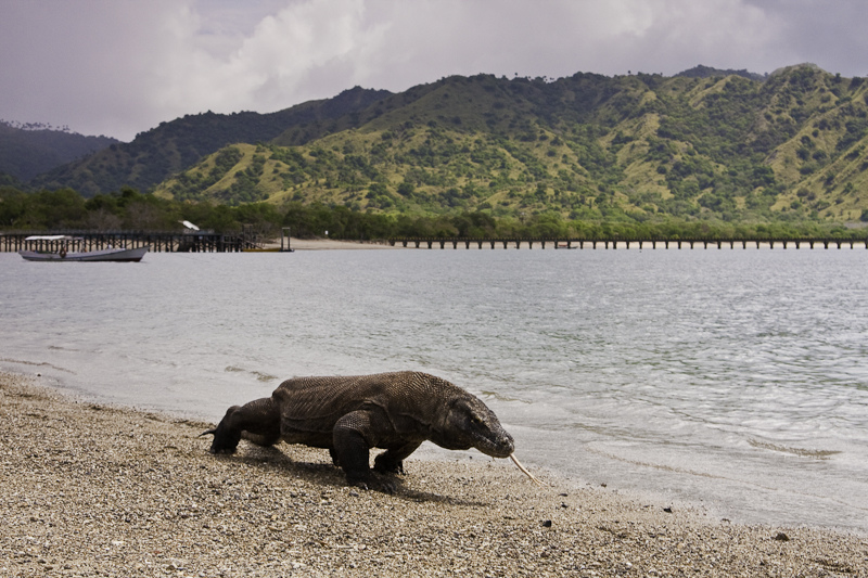 Detail Gambar Komodo Indonesia Nomer 36