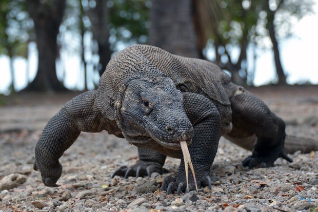 Detail Gambar Komodo Indonesia Nomer 37