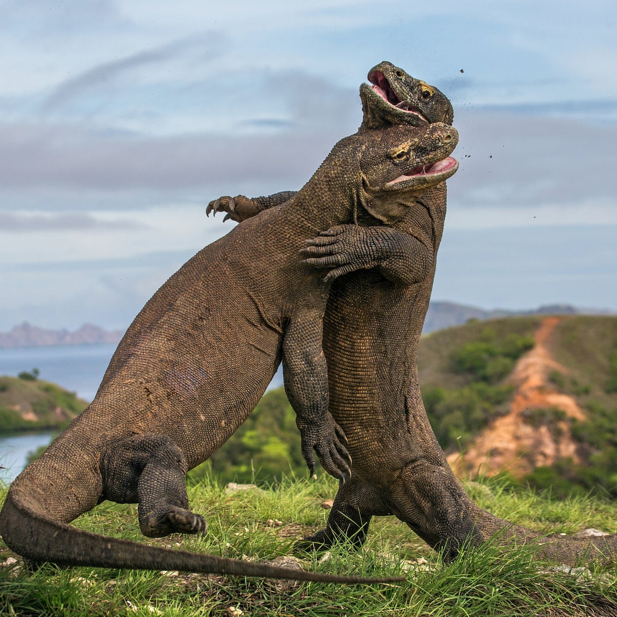 Detail Gambar Komodo Indonesia Nomer 5