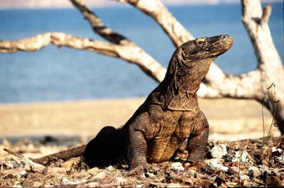 Detail Gambar Komodo Indonesia Nomer 40