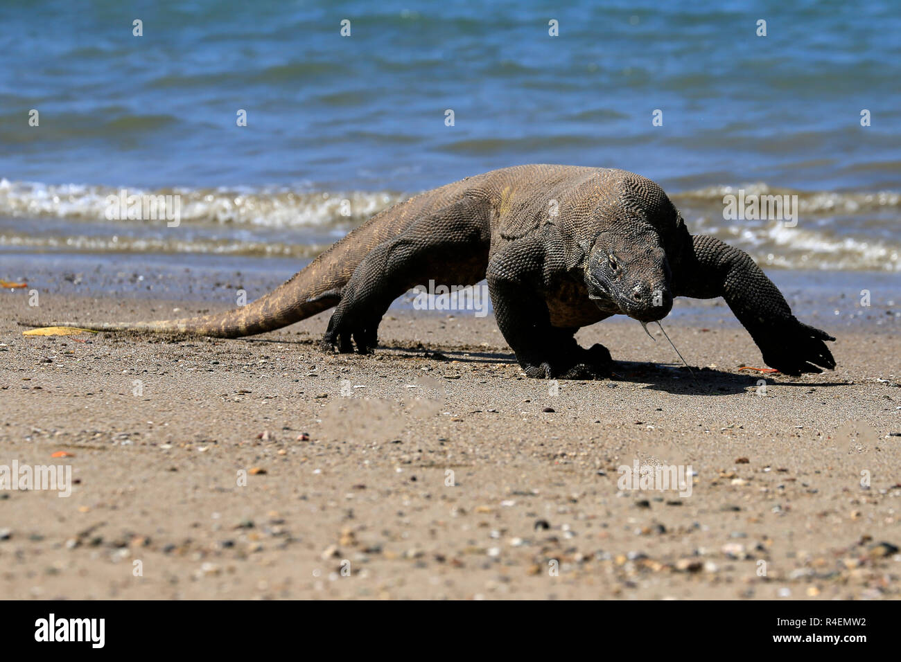 Detail Gambar Komodo Indonesia Nomer 42