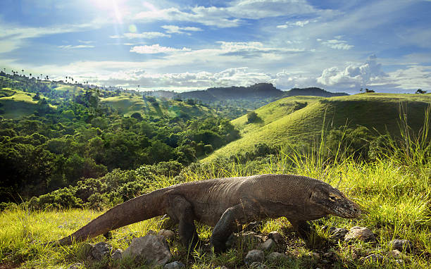 Detail Gambar Komodo Indonesia Nomer 43