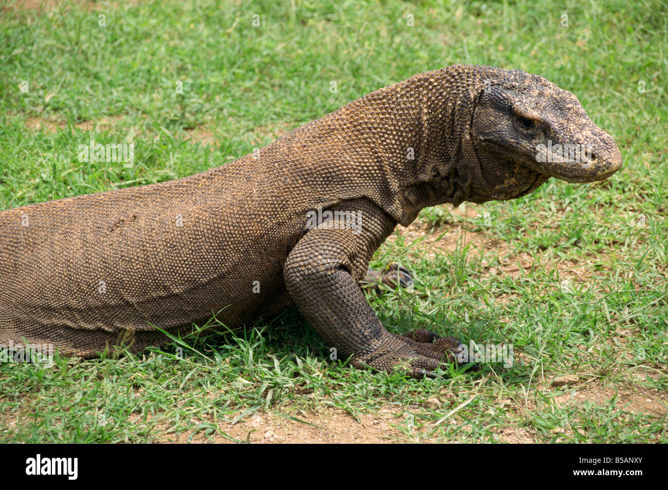 Detail Gambar Komodo Indonesia Nomer 44