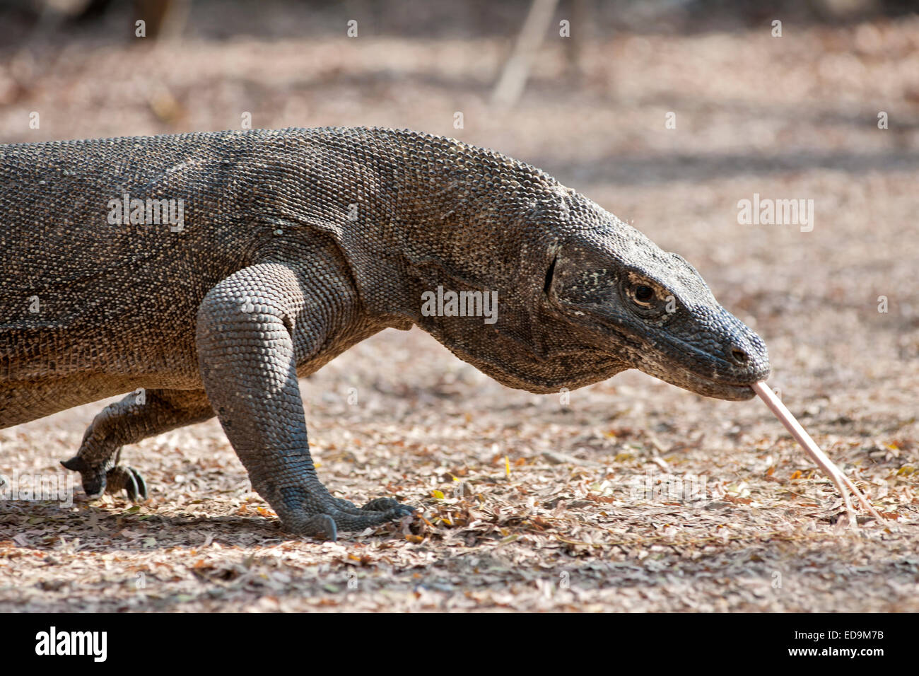 Detail Gambar Komodo Indonesia Nomer 46