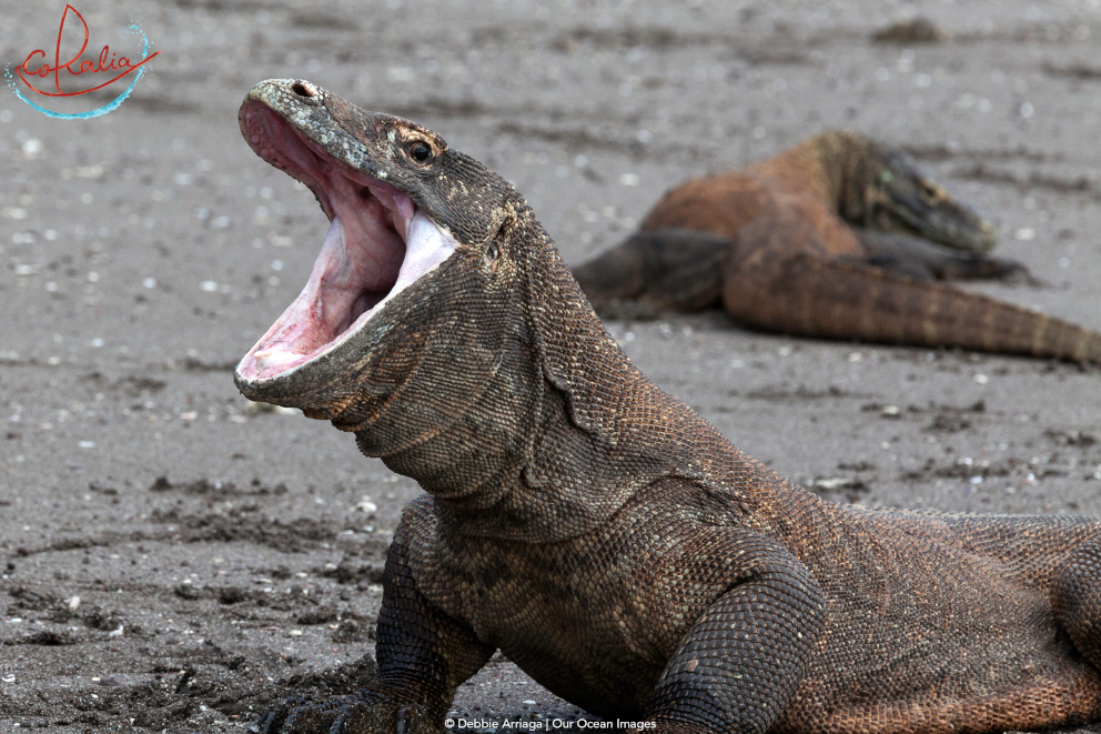 Detail Gambar Komodo Indonesia Nomer 6