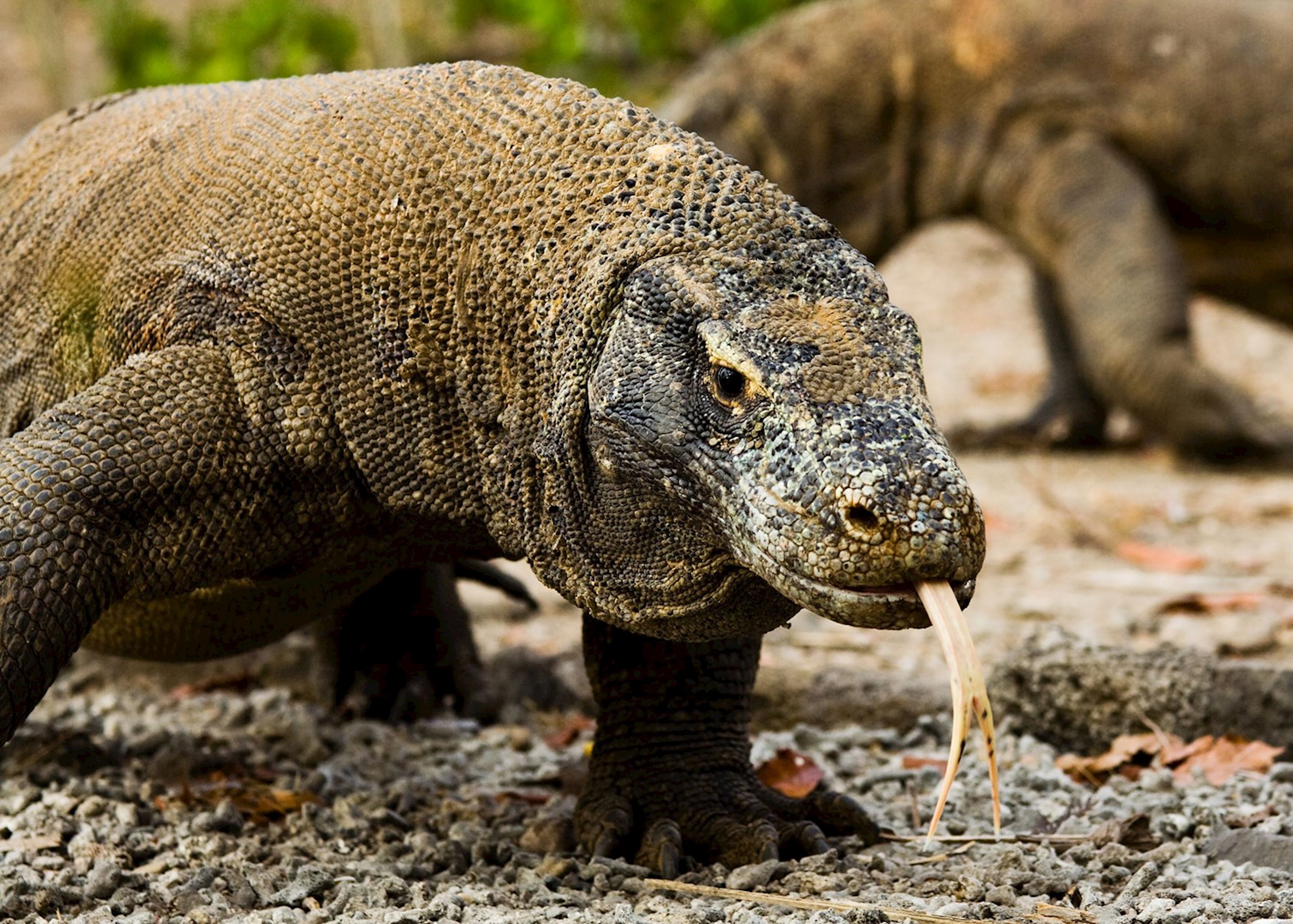 Detail Gambar Komodo Indonesia Nomer 47