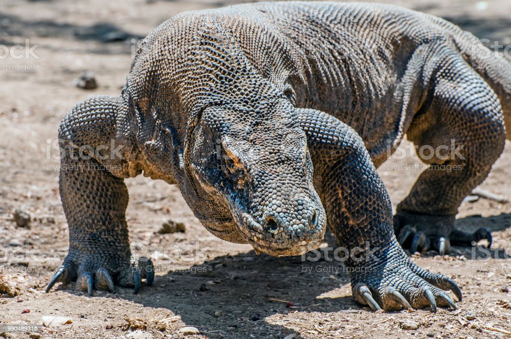 Detail Gambar Komodo Indonesia Nomer 48