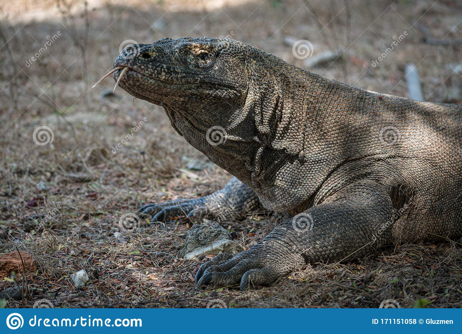 Detail Gambar Komodo Indonesia Nomer 51