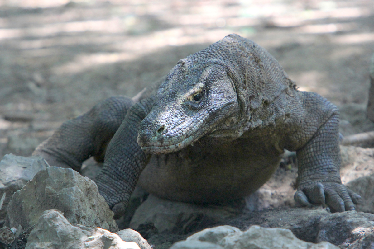 Detail Gambar Komodo Indonesia Nomer 54