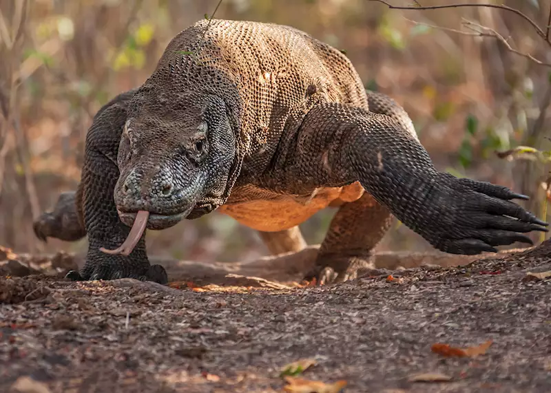 Detail Gambar Komodo Indonesia Nomer 7