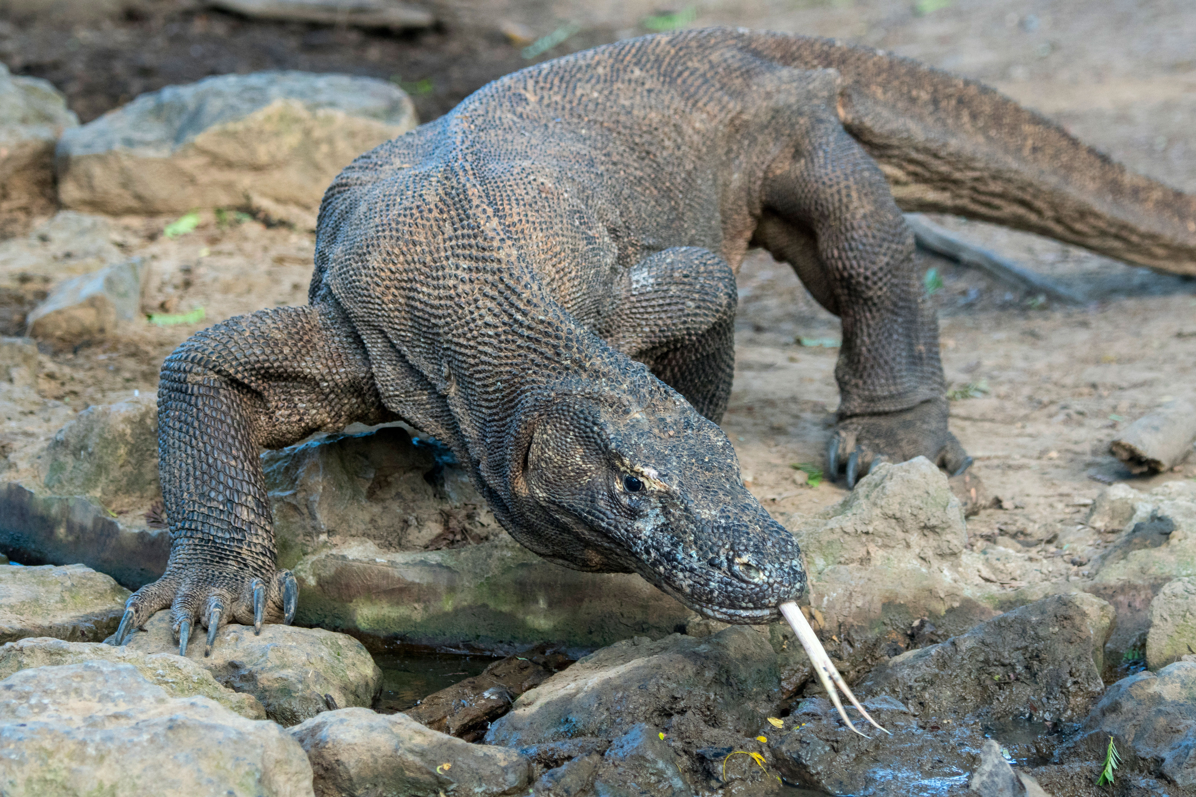 Detail Gambar Komodo Indonesia Nomer 8