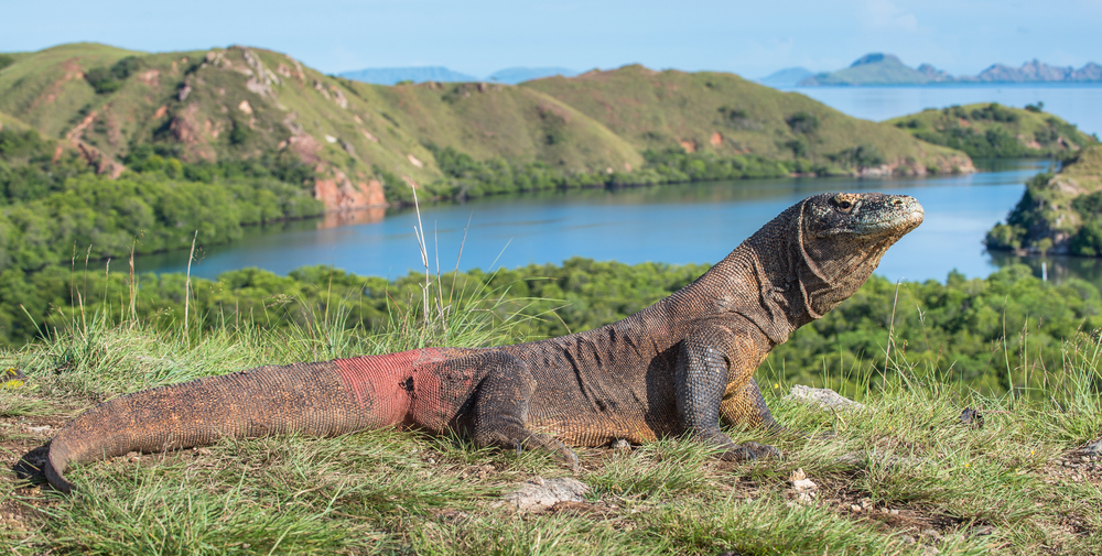 Detail Gambar Komodo Indonesia Nomer 10