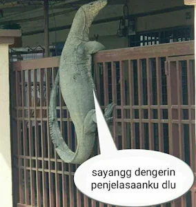 Detail Gambar Komodo Lucu Nomer 46