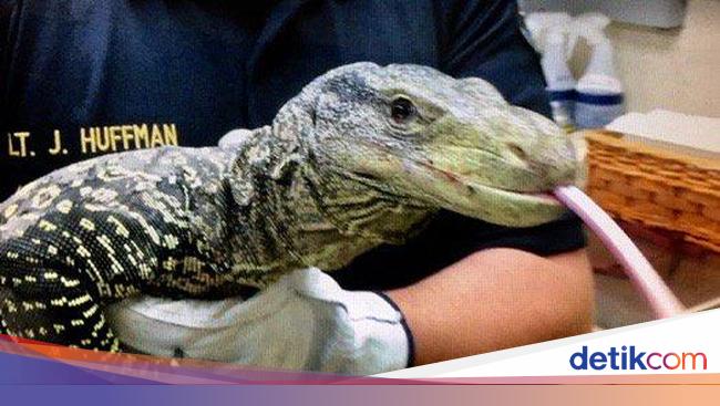 Detail Gambar Komodo Raksasa Nomer 36