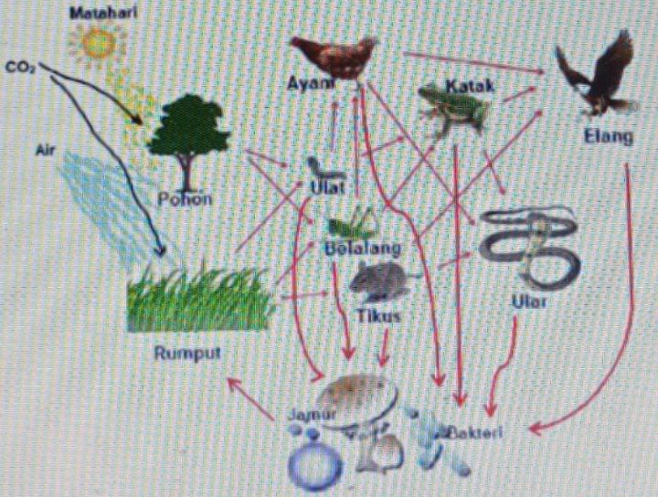 Detail Gambar Komponen Biotik Nomer 57