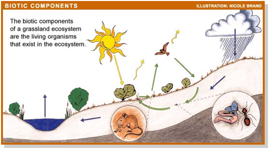 Detail Gambar Komponen Biotik Nomer 9