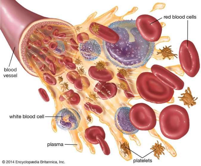 Detail Gambar Komponen Darah Nomer 2