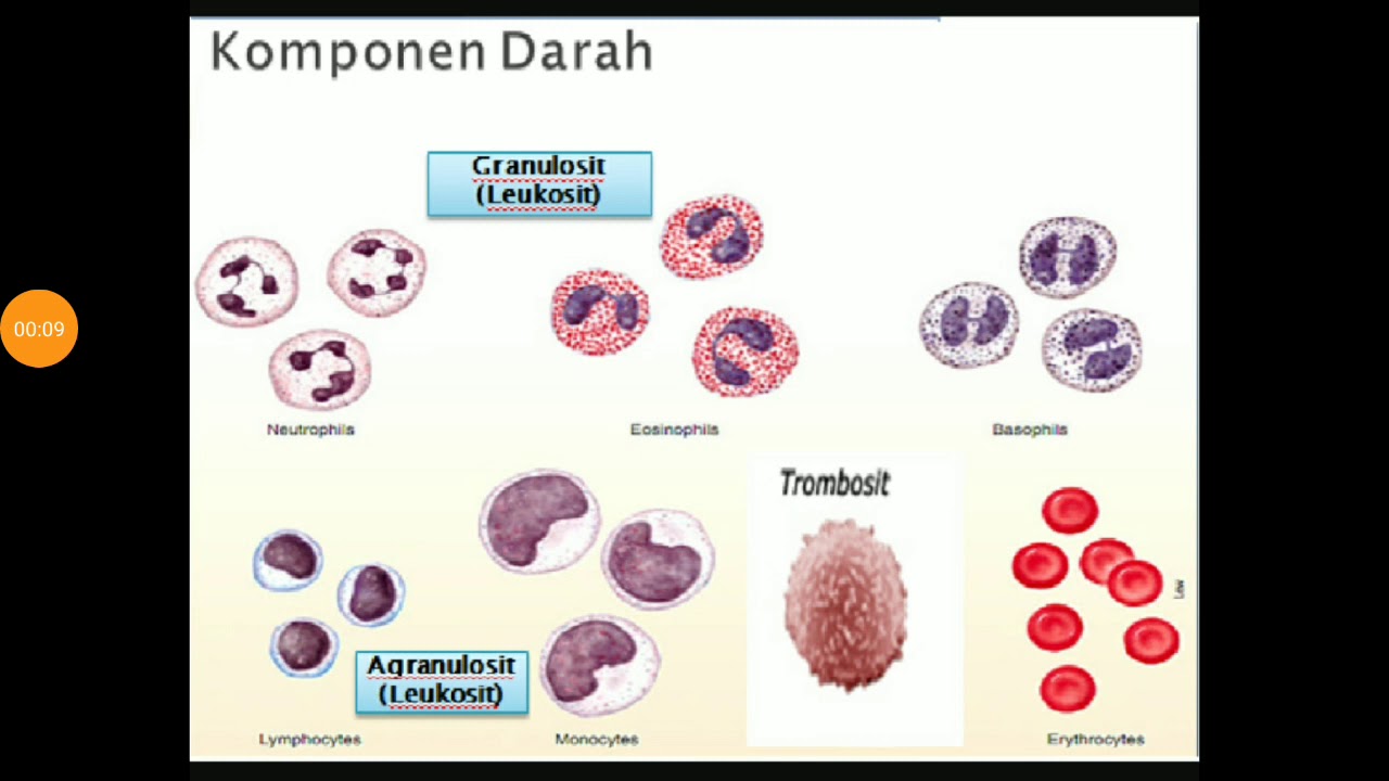 Detail Gambar Komponen Darah Nomer 15