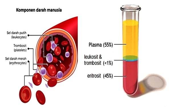 Detail Gambar Komponen Darah Nomer 20