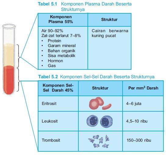 Detail Gambar Komponen Darah Nomer 21