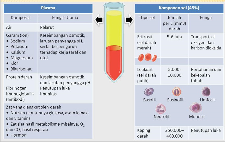 Detail Gambar Komponen Darah Nomer 23