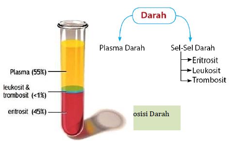 Detail Gambar Komponen Darah Nomer 44