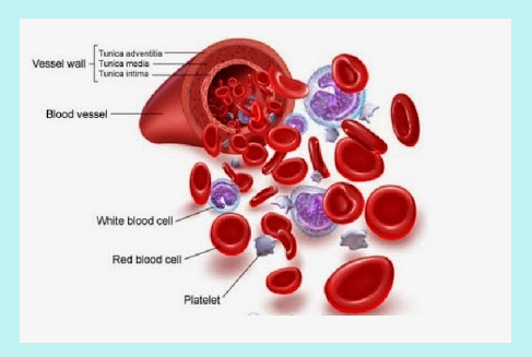 Detail Gambar Komponen Darah Nomer 7